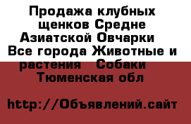 Продажа клубных щенков Средне Азиатской Овчарки - Все города Животные и растения » Собаки   . Тюменская обл.